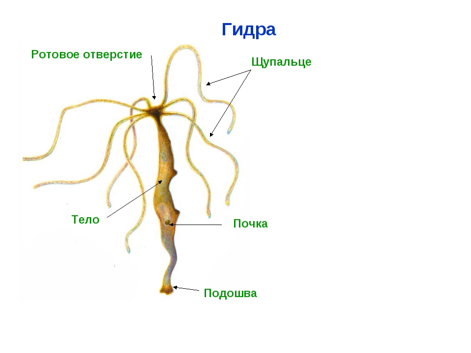 Кракен маркетплейс нарко