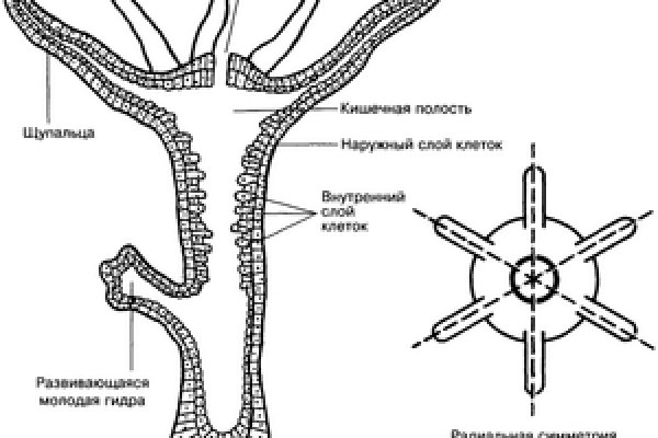 Kraken это современный маркетплейс